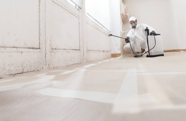 Black mold remediation team in Belvidere