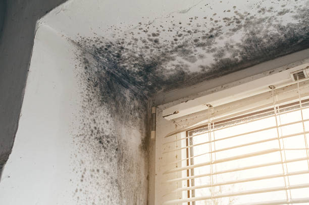Mold Removal service in Belvidere